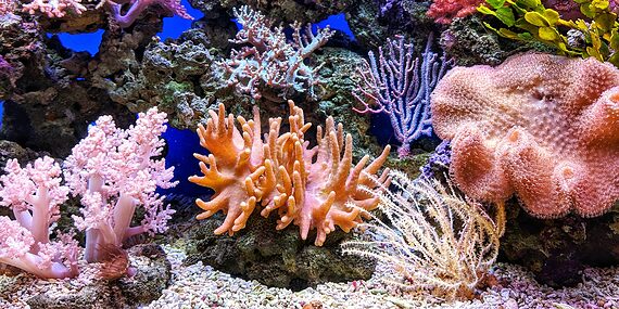 live corals