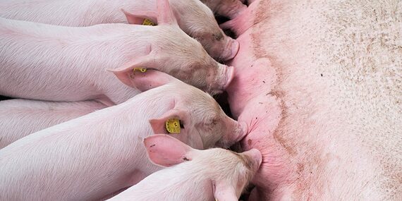 Piglets stand on one another to suckle from their mother