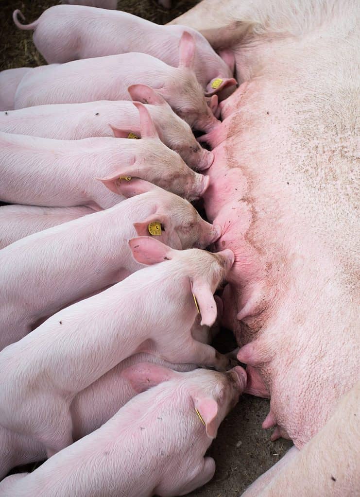 Piglets stand on one another to suckle from their mother