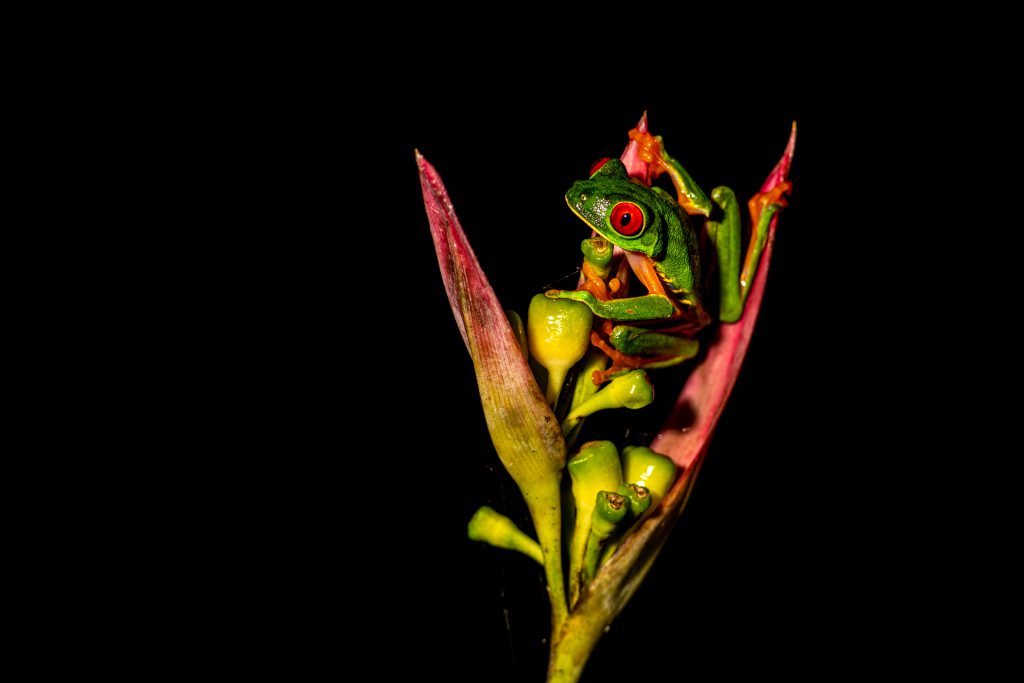 A green frog on red flower