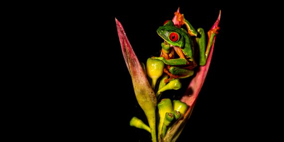 A green frog on red flower