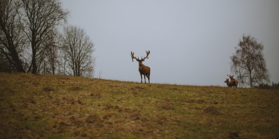 Brown deer on green grass field