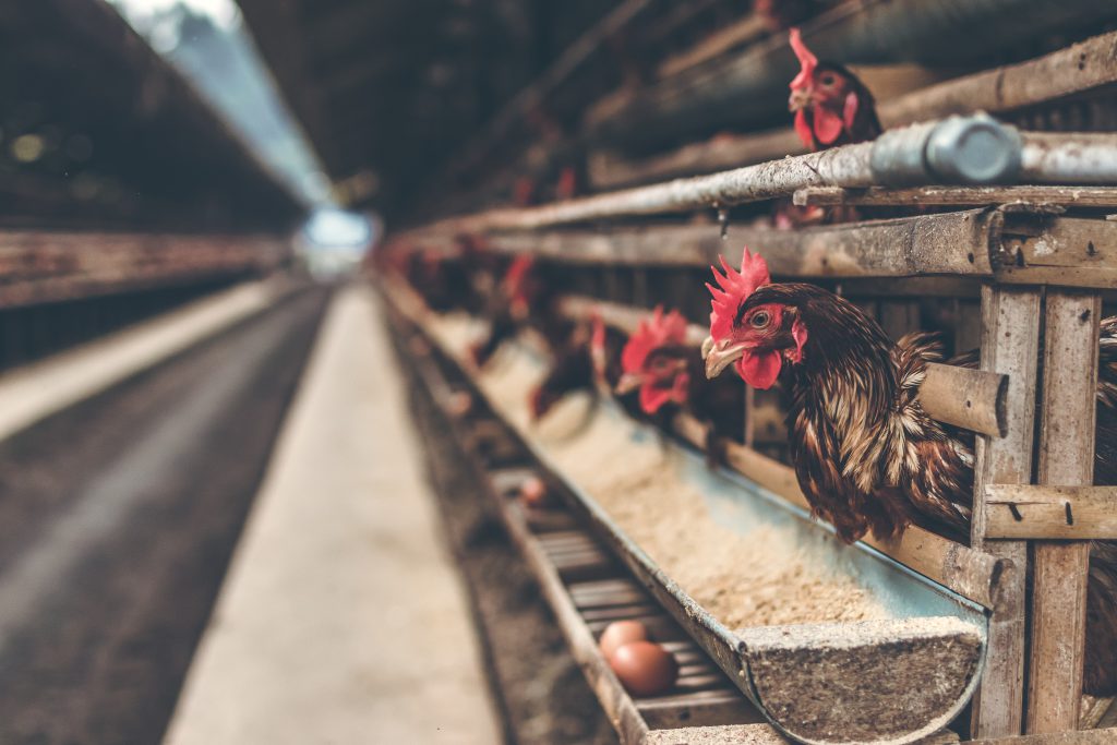 Chickens in the cage on chicken farm