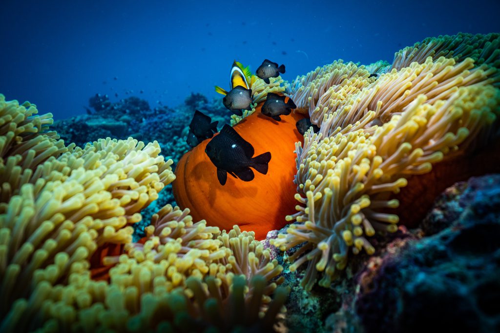 Coral reef and fish