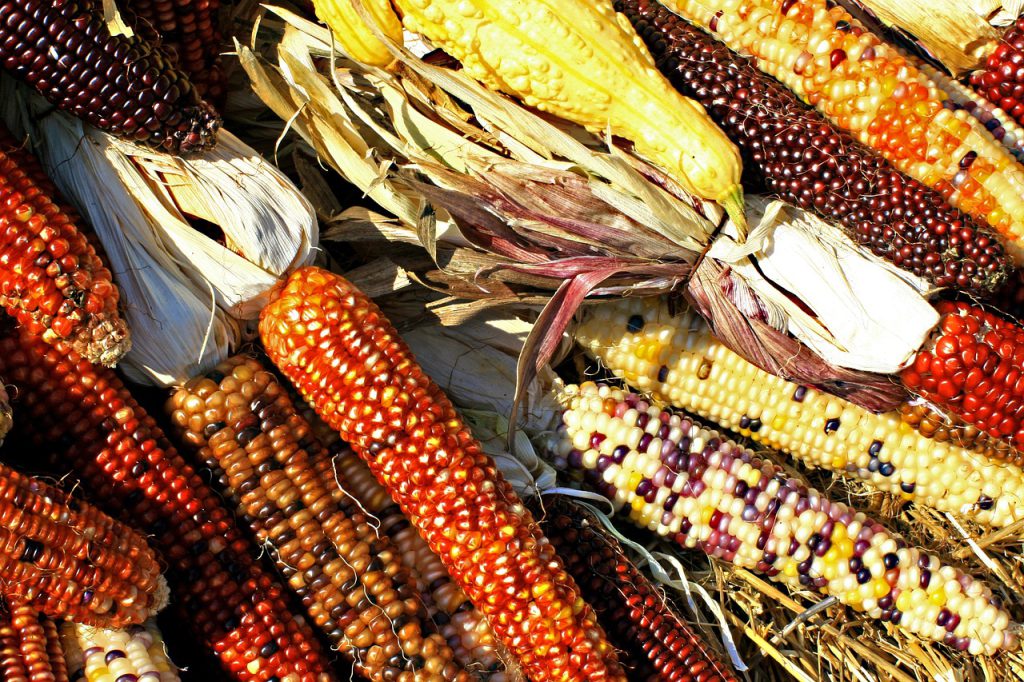 corn, cobs, maize