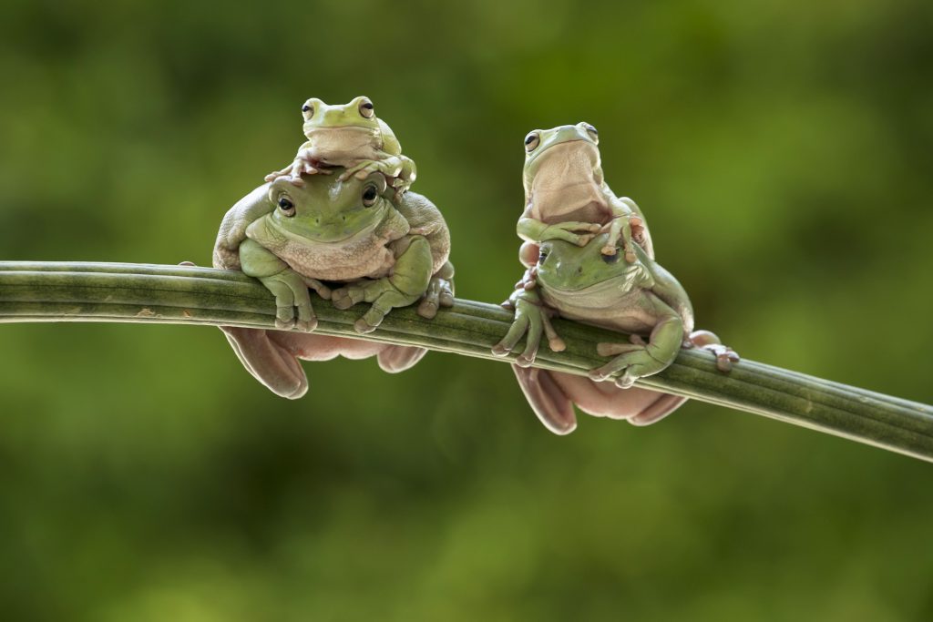 Green treefrogs sitting on a plant