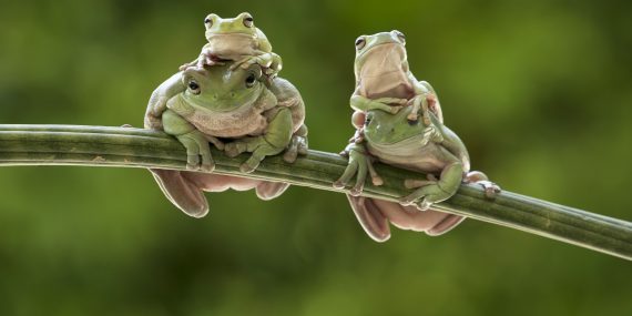 Green treefrogs sitting on a plant