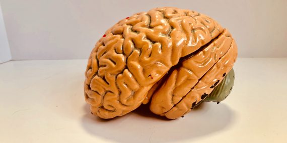 human brain figurine