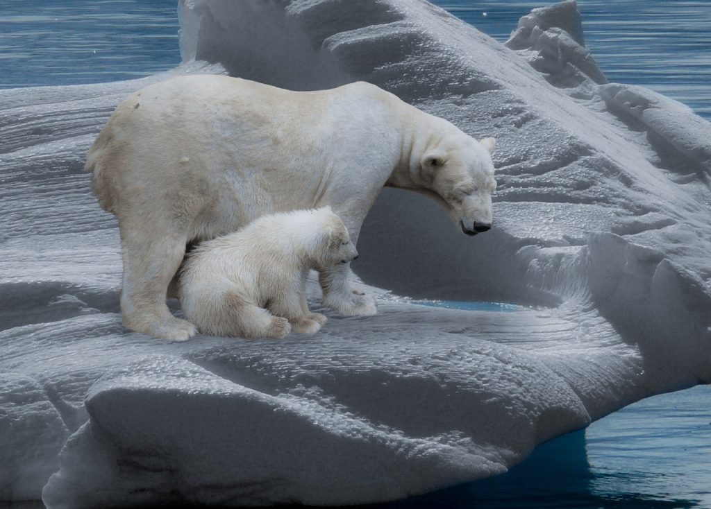 icebear, polar bears, predator