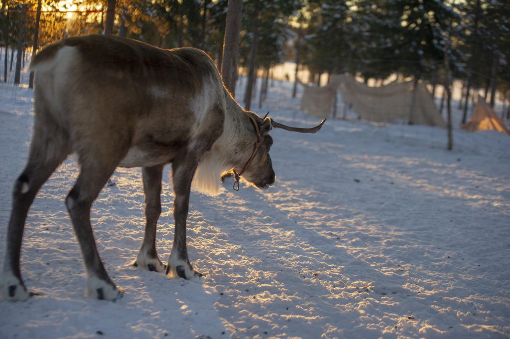 Moose standing on snow