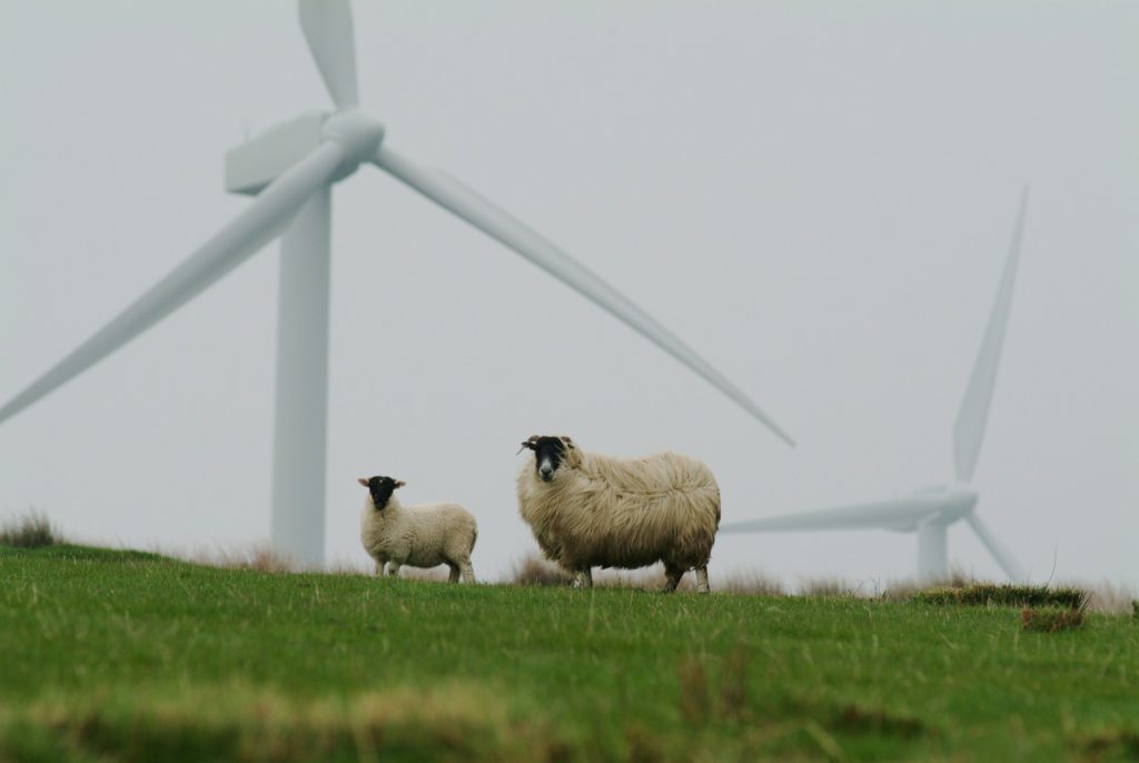 sheep, wool, couple