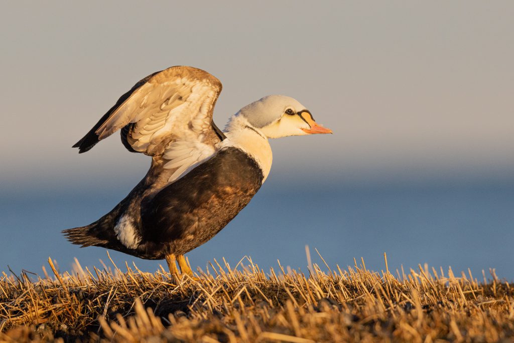 A King Eider stretching