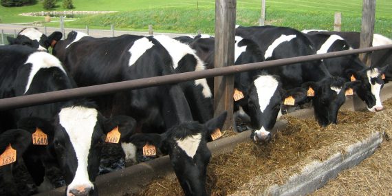 cattle, farming, cows