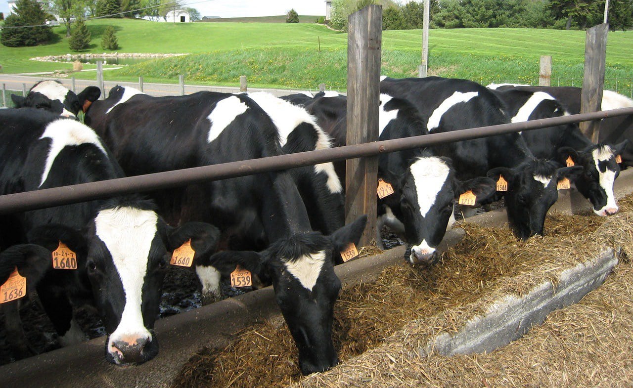 cattle, farming, cows