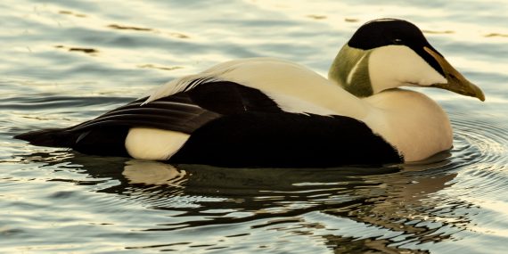 Close up shot of a common eider