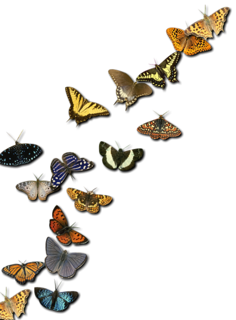 insects, metamorphosis, nature