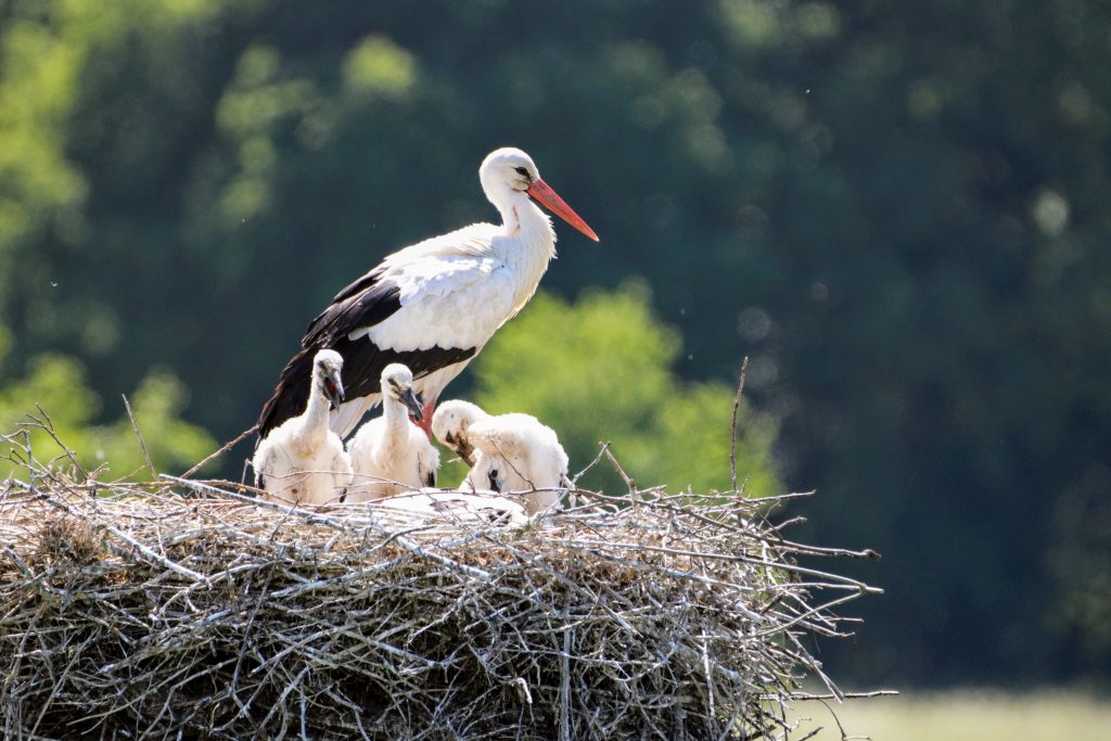 stork on nest with chicks