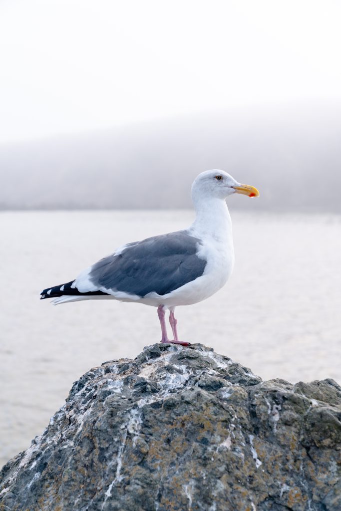 Western Gull perched on a worn jetty rock along a foggy coastline.