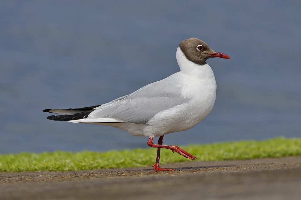 black-headed gull, bird, avian