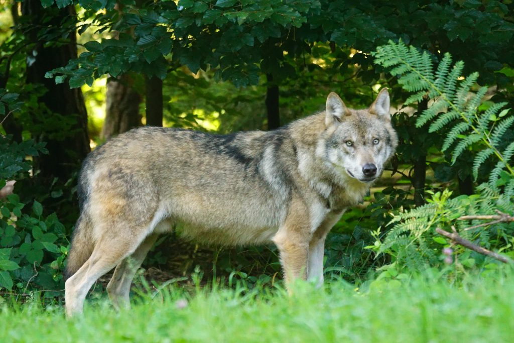 Brown wolf standing on green grass