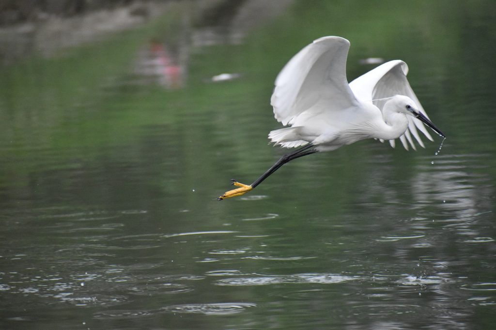 flying siberian crane, white bird, huge wings