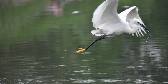 flying siberian crane, white bird, huge wings