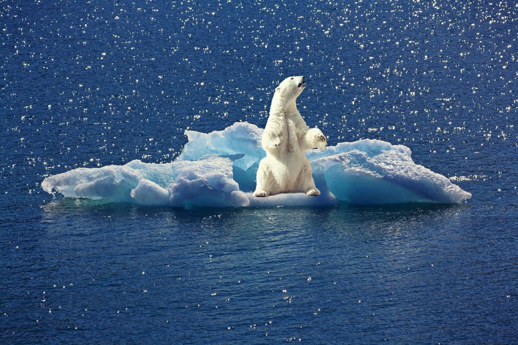 icebear, iceberg, ice floe