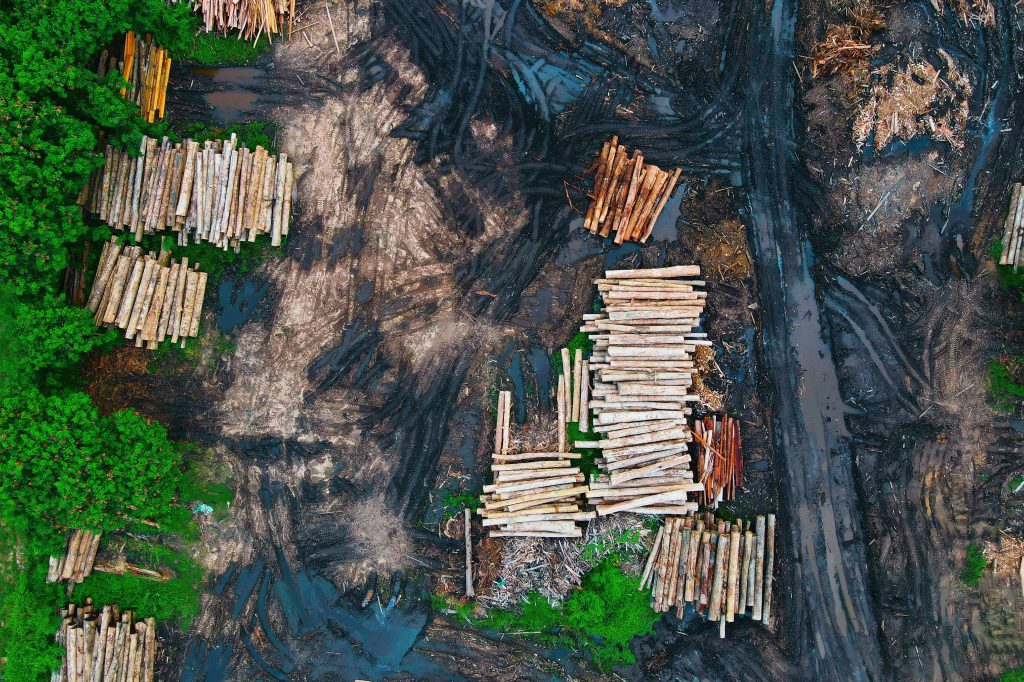 Logs recently cut stored on dirty wet ground