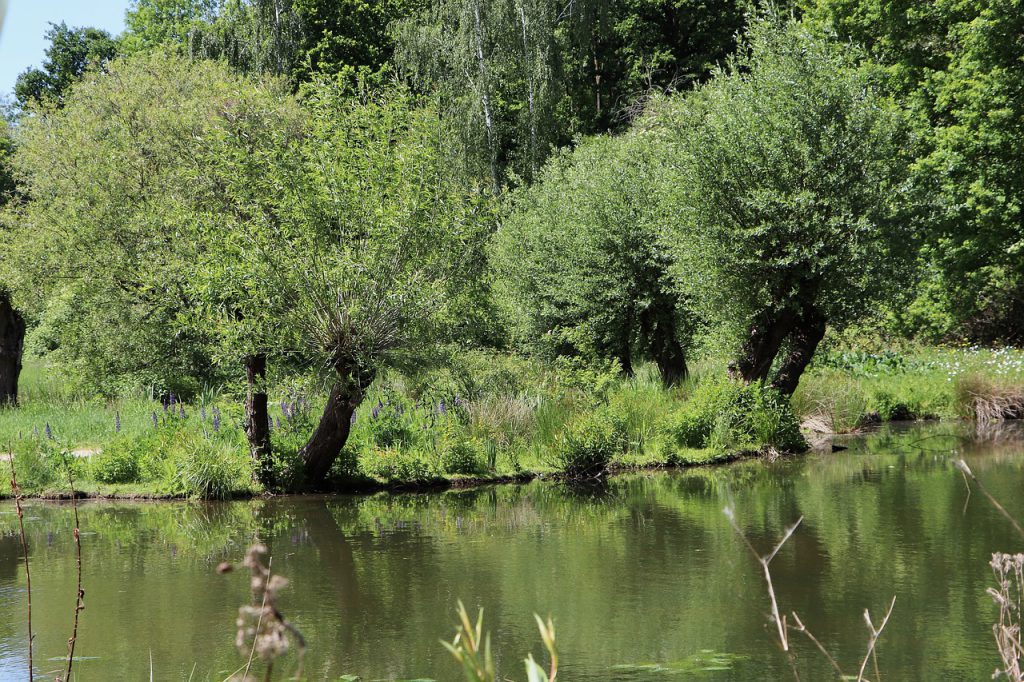 meadow landscape, pollarded willows, pond