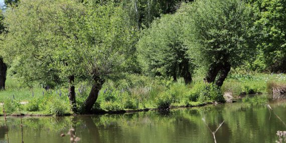 meadow landscape, pollarded willows, pond