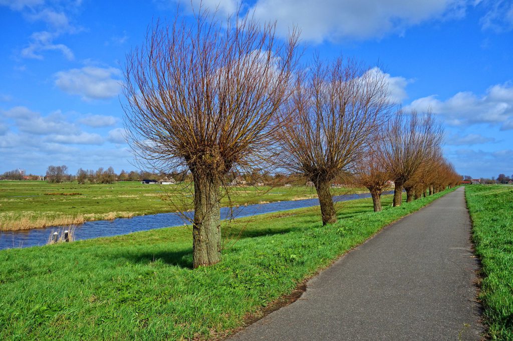 tree, pollards, willow