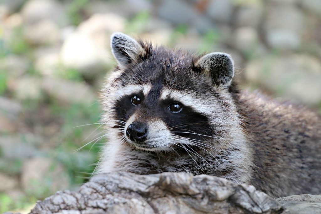 raccoon, animal, wild