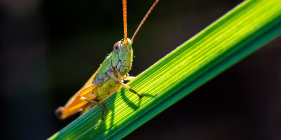 Close up photo of grasshopper