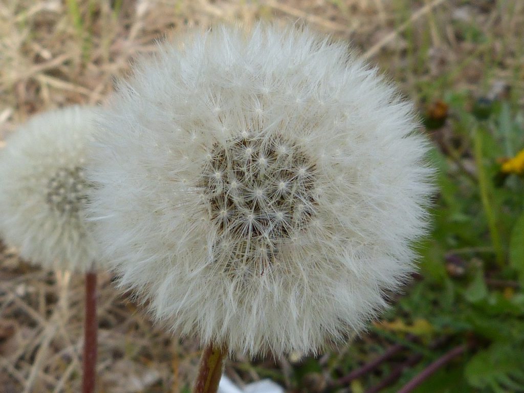 dandelion, pollen, seeds