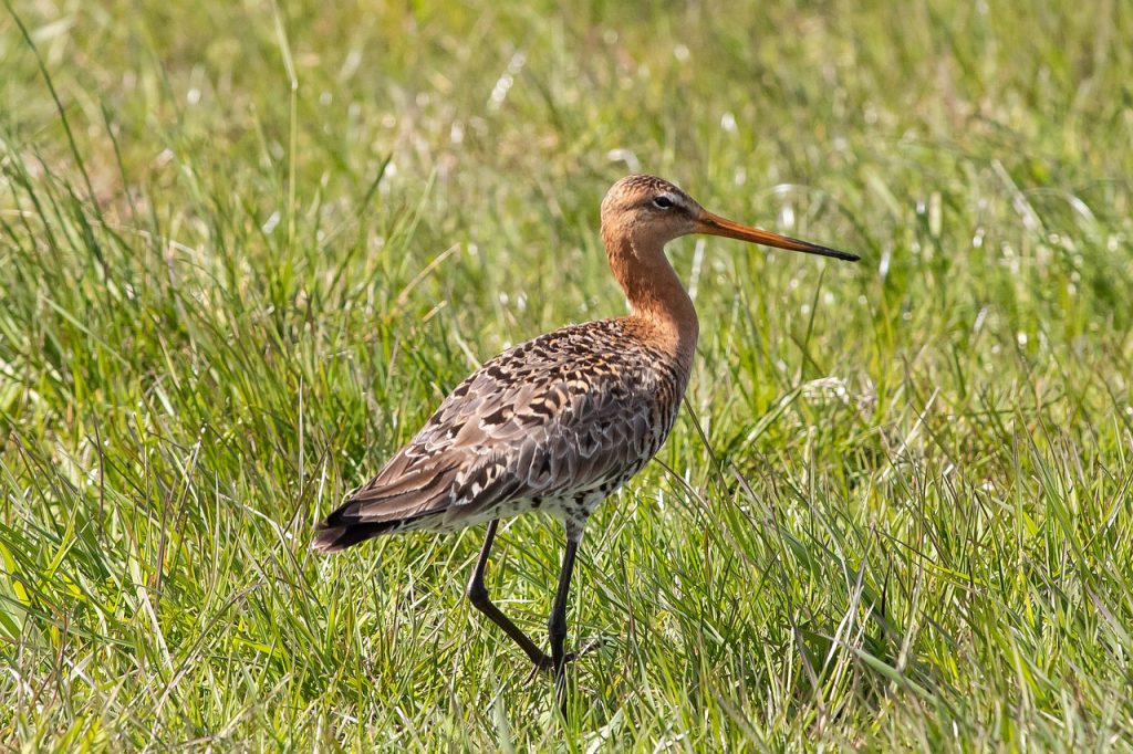 godwit, bird, ornithology