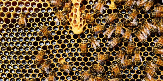 honey bees, insects, hive