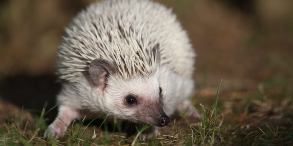 White hedgehog in grass
