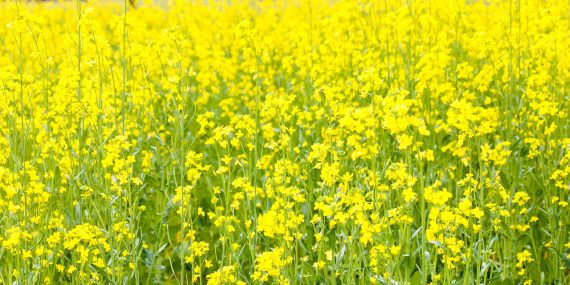 yellow mustard, green manure, catch crop