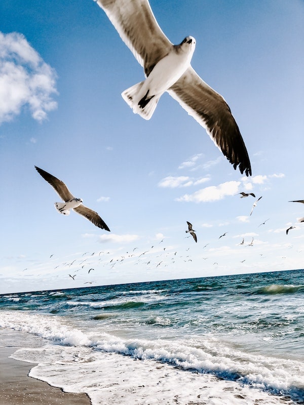 Seagulls Flying over Beach