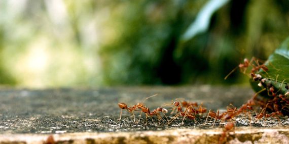 ants, ant groups, team
