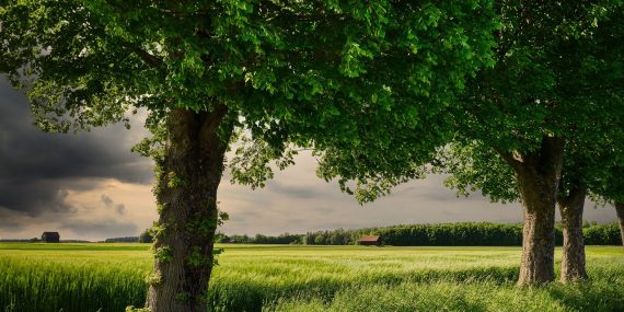 grass, wheat field, grain