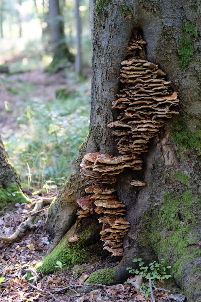 A tree with mushrooms growing on it