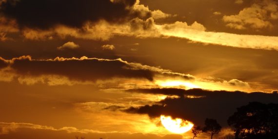 sunset, trees, silhouettes