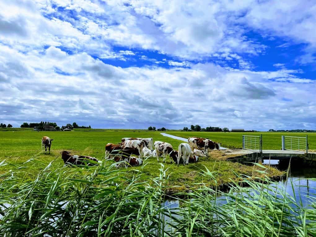 a herd of cows grazing in a field