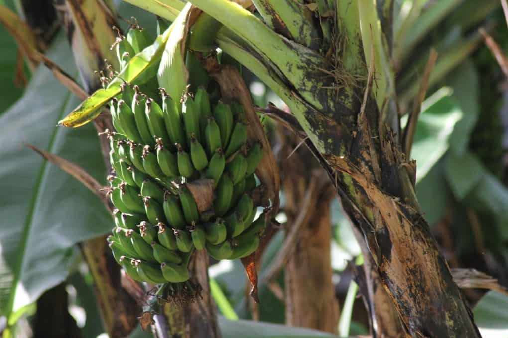 bananas, africa, banana, african woman, fruit, food, banana plantation, tropical, market, ape, natural, african, exotic, wilderness, safari, banana plantation, banana plantation, banana plantation, banana plantation, banana plantation