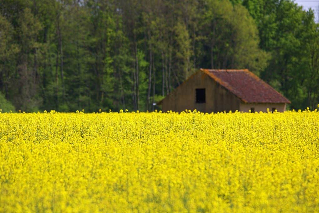 rapeseed, house, agriculture, farmer, cultivate, harvest, nature, landscape