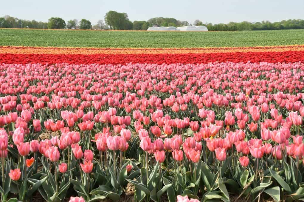 A vast field of colorful tulips in full bloom, showcasing spring's vibrant beauty.
