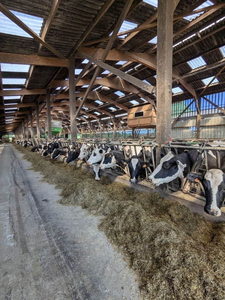 A group of Holstein cows eating hay inside a large, modern dairy farm barn.