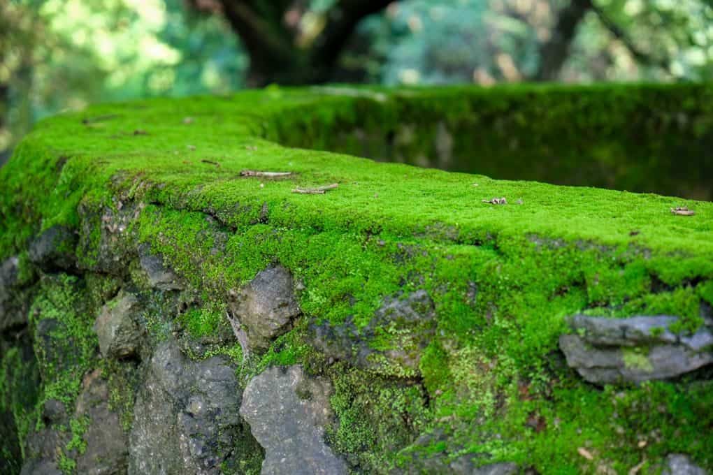 Lush green moss covering a textured stone wall in a serene outdoor setting.