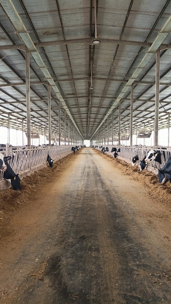 Cows feeding in a long barn aisle.
